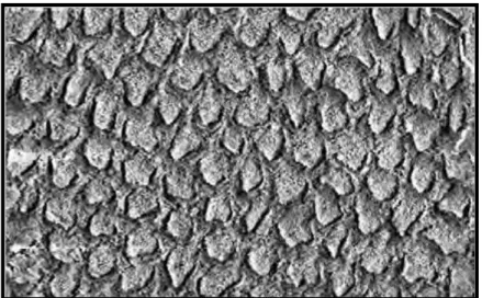 Gambar 5.Permukaan enameldilihat dengan scanning  electron microscop(SEM) setelah pengetsaan  dengan asam fosfor  37%,  proses pencucian,  dan  pengeringan(200x pembesaran) 19