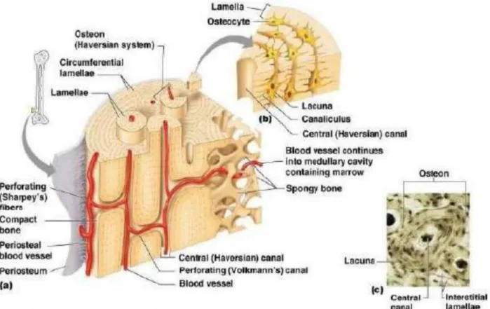 Gambar 3.anatomi tulang