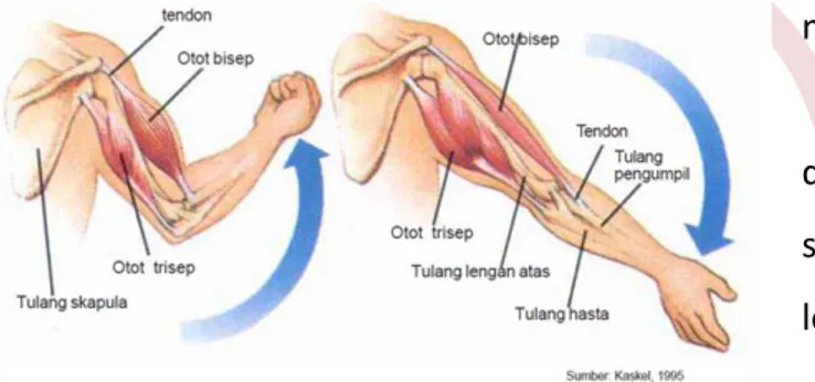 Gambar 7.18 Kondisi saat otot berkontraksi dan relaksasi 