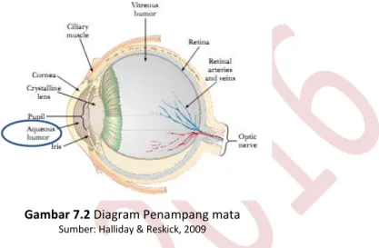 Gambar 7.2 Diagram Penampang mata  