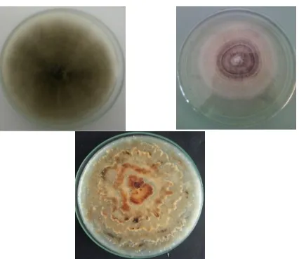 Gambar 1. koloni isolat jamur endofit dari daun pacar kuku (hitam serabut, putih kuning,  putih melingkar) 