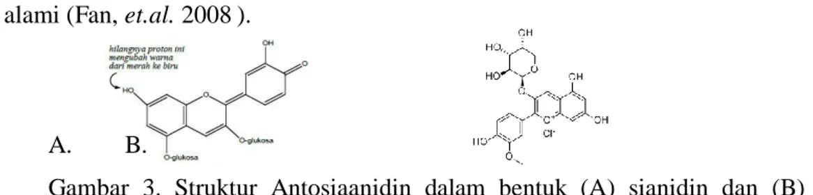 Gambar  3.  Struktur  Antosiaanidin  dalam  bentuk  (A)  sianidin  dan  (B)  peonidin  (Fessenden, 1992) 