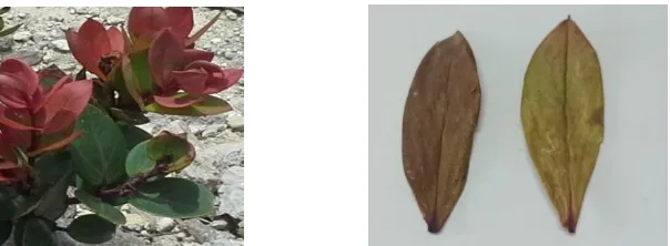 Gambar 1. Morfologi daun Cantigi. Daun segar (kiri) dan daun kering (kanan) 