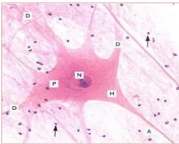 Gambar  1  Morfologi  neuron  di  dalam  kultur,  N:  nukleus,  P:  perikaryon,  D: 