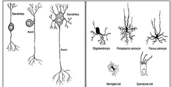 Gambar 2 Berbagai tipe neuron dan sel glia (Cormack 2001).