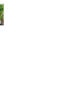 Gambar 1. Umbi Bawang Putih  Alium sativum  (Plantamor. 2013) 2.1.2 Morfologi Tanaman Bawang Putih