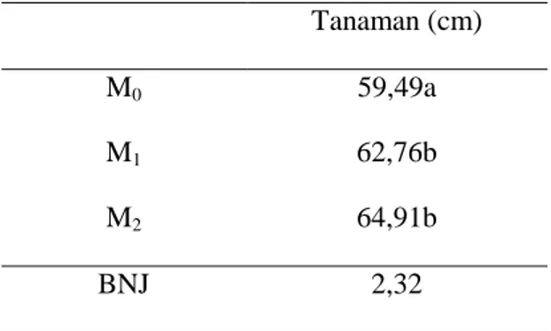 Tabel 2. Rata-rata Tinggi Tanaman Bawang       Merah  Umur    5  MST    Pada   Pemberian Jenis Mulsa