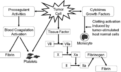 Gambar 1. Efek protrombotik sel tumor  16 