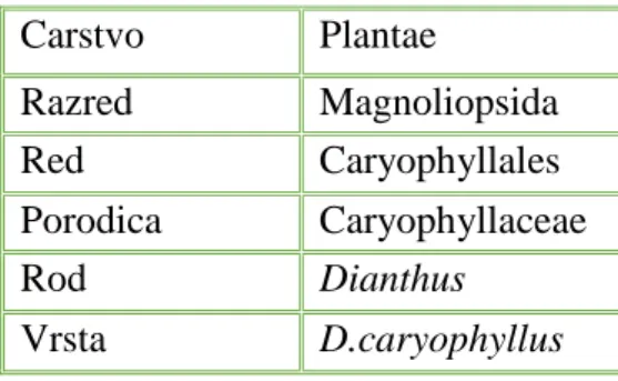 Tablica 1: Botanička nomenklatura karanfila (Domac, 1973.) 