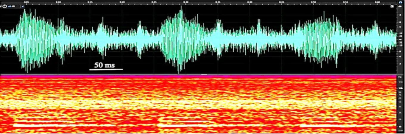 Gambar 6. Osilogram dan audiogram suara panggilan kodok serasah Callulops sp yang direkam pada elevasi  900 m dpl