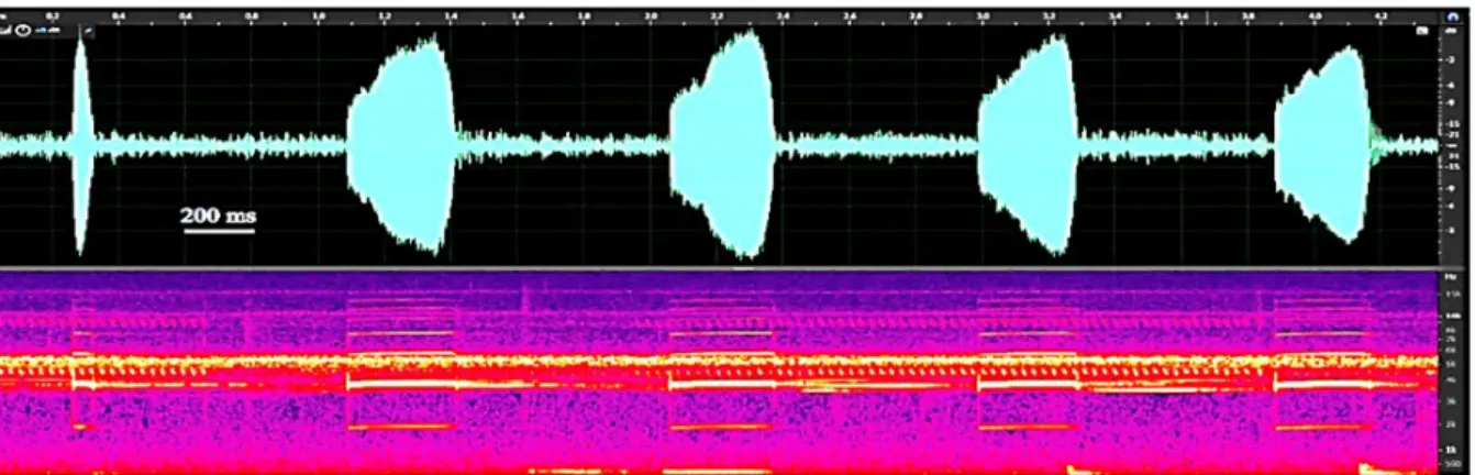 Gambar 8. Osilogram dan audiogram suara panggilan Oreophryne variabilis yang direkam pada elevasi 900 m  dpl