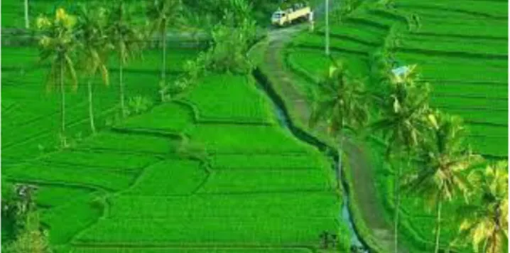 Gambar 1. Sawah irigasi