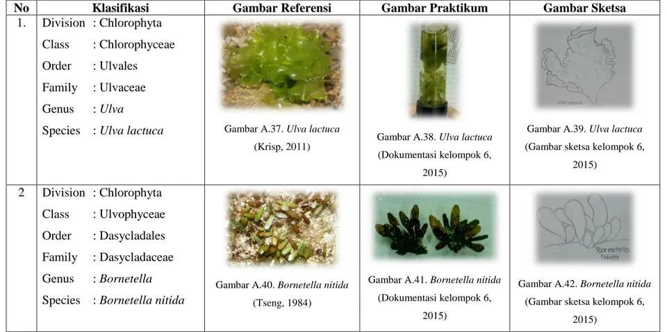 Tabel A.3. Klasifikasi dan Perbandingan Spesimen Chlorophyta Makroskopis 