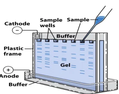 Gambar 2.3 Elektroforesis Gel (GE)  Gel Media 