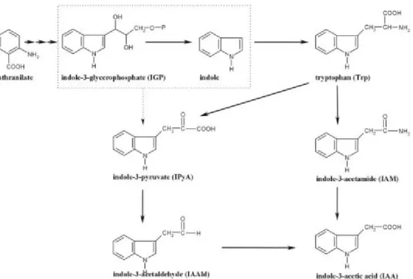 Gambar 1. Biosintesis IAA dari Azospirillum brasilense 