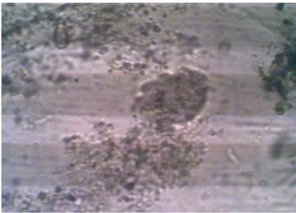 Gambar  1. Bioflok  yang  terbentuk  tanpa  pewarnaan  gram negatif  setelah  6  hari  proses  aerasi  di  bak  fiber