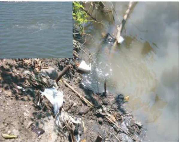 Gambar 11. Bangkai ikan yang mati di tepi Sungai Ke- Ke-tapang karena keracunan gas. Foto: A