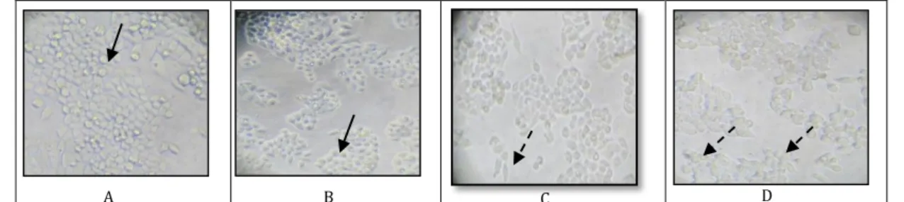 Gambar  3  menunjukkan  efek  paparan  fraksi  etanol  herba  bandotan  terhadap sel kanker serviks HeLa