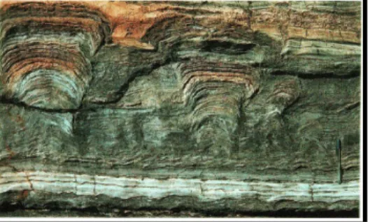 Gambar 11. Stromatolite structure