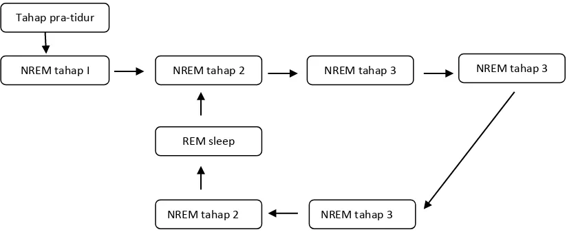 Gambar 2.2. Siklus Tidur REM dan NREM (Potter,2005) 