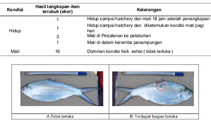 Tabel 1. Hasil tangkapan ikan terubuk selama uji coba jaring dua lapis