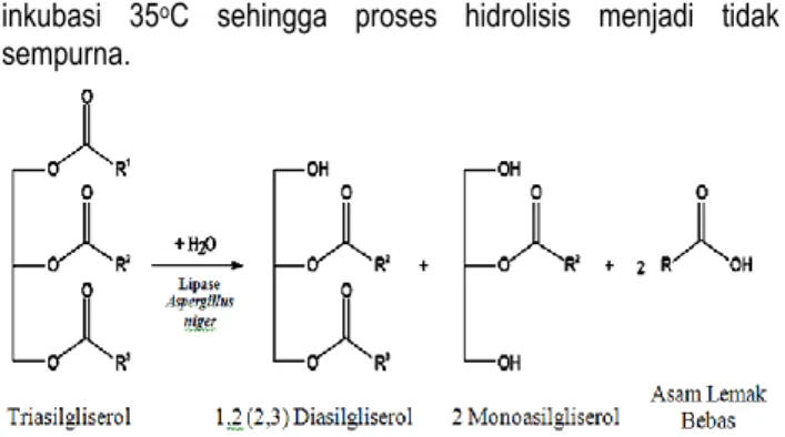 Gambar 8.  Mekanisme  reaksi  hidrolisis  triasilgliserol  dengan  katalis  lipase spesifik 1,3 dari  Aspergillus niger (Carvalho et al.,  2009) 
