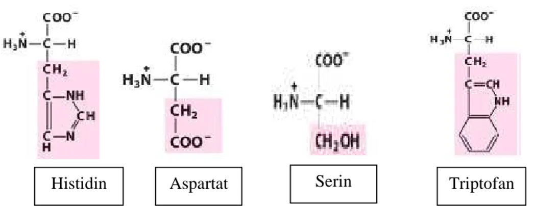 Gambar  4.  Struktur  asam  amino  penyusun  enzim  lipase  Aspergillus  niger  (Lehninger, 1982) 