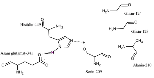 Gambar 2.3 Struktur enzim lipase Candida rugosa (Monecke et al, 1998) 