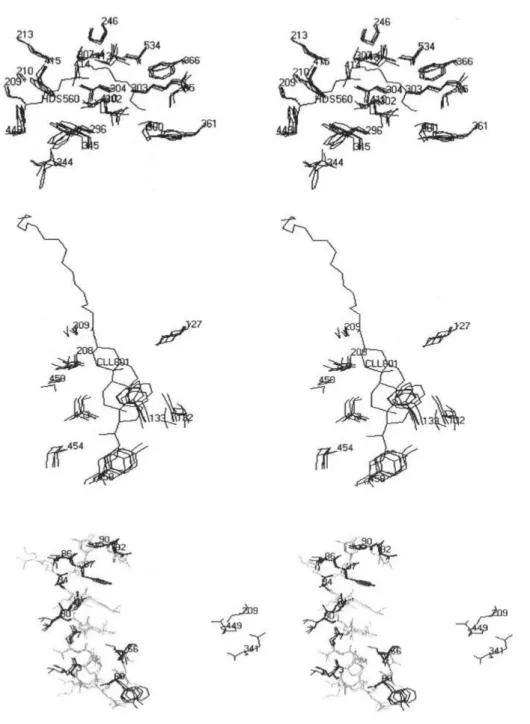 Gambar 2.4  Wilayah untuk mengikat substrat dari enzim lipase  Candida rugosa  (Akoh, 2004)