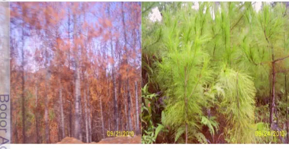Gambar 7.  Tegakan pinus yang sudah terbakar dan anakan pinus alam yang  tumbuh secara alami 
