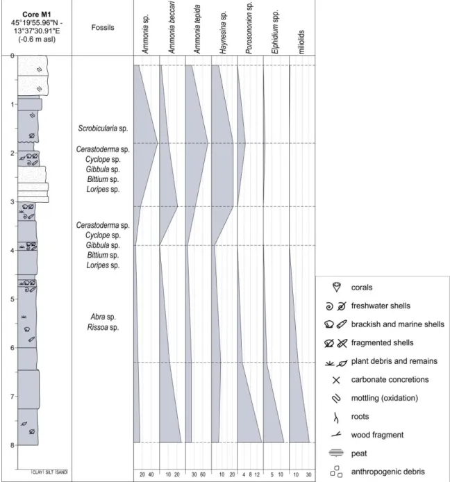 Figure 5.1. Sedimentological log of the core M1 with most common foraminifera and molluscs