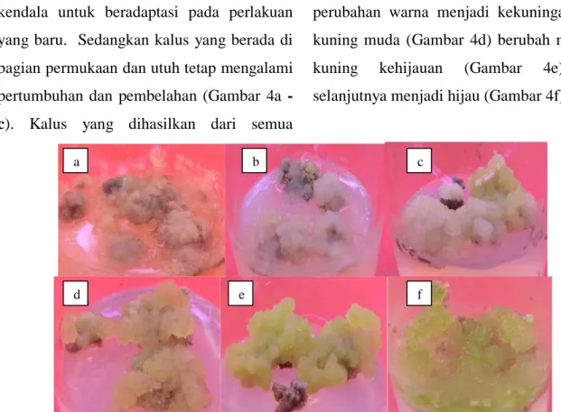 Gambar 4. a – f. Pertumbuhan kalus remah dari perlakuan 2,4-D + biotin. 