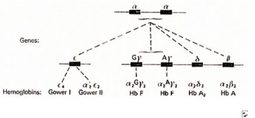 Gambar   2.   Gen   rantai   α   yang   berduplikasi   pada   kromosom   16   berpasangan   dengan  rantai-rantai non-α untuk memproduksi bermacam-macam Hb normal.