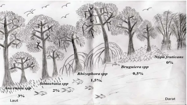 Gambar  2.  Skema dan  profil umum tanaman mangrove yang didistribusikan secara    alami di Desa Lubuk Kertang, Langkat, Sumatera Utara, Indonesia
