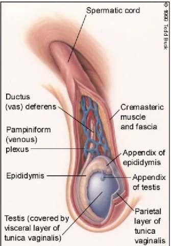 Gambar 1. Anatomi normal testis