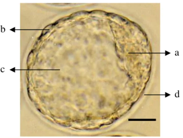Gambar 2 Bagian-bagian embrio mencit stadium blastosis: (a) ICM, (b) trofoblas,          (c) blastosol, (d) ZP