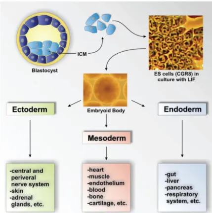 Gambar  4  Perkembangan  ICM  menjadi  ESC  dan  pembentukan  EB  yang  dapat  berdiferensiasi  menjadi  seluruh  jenis  tipe  sel  yang  termasuk  dalam  ketiga lapis kecambah (Doss et al