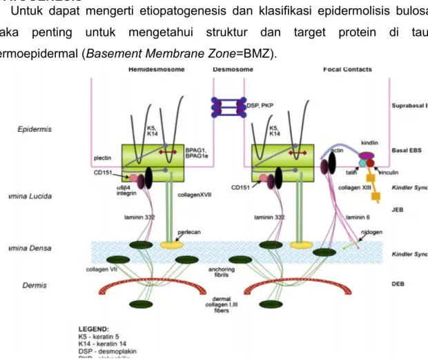 Gambar 1. Susunan skematis taut dermoepidermal