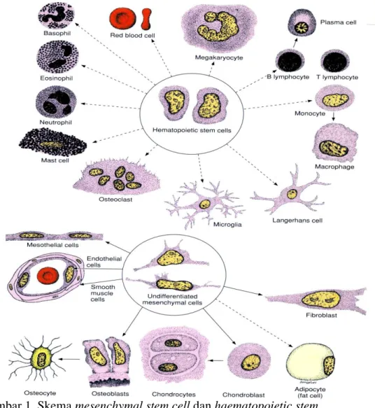 Gambar 1  Skema mesenchymal stem cell dan haematopoietic stem  cell beserta sel-sel hasil diferensiasinya (Junqueira dan  Carneiro 2005)