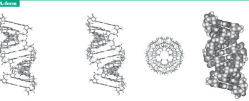 Gambar 16.Gambar Struktur DNA  Bentuk A 