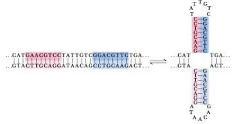 Gambar 20. Struktur DNA Sirkuler 
