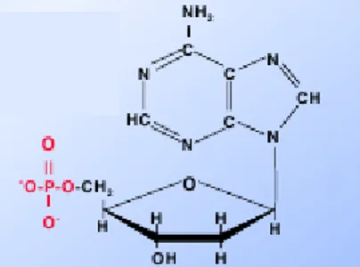 Gambar 2. deoxyadenosine monophosphate(dAMP) 