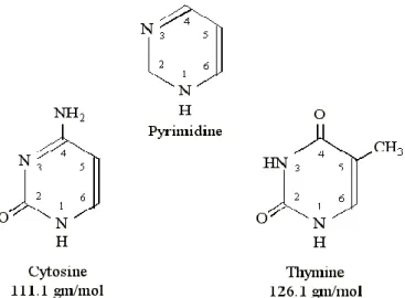 Gambar 5. Struktur Basa NItrogen Pirimidin 