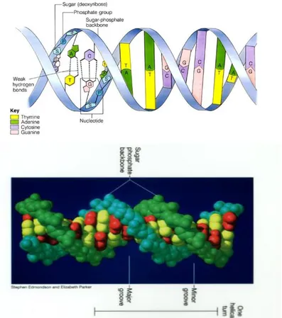 Gambar 11. Struktur DNA Heliks Ganda