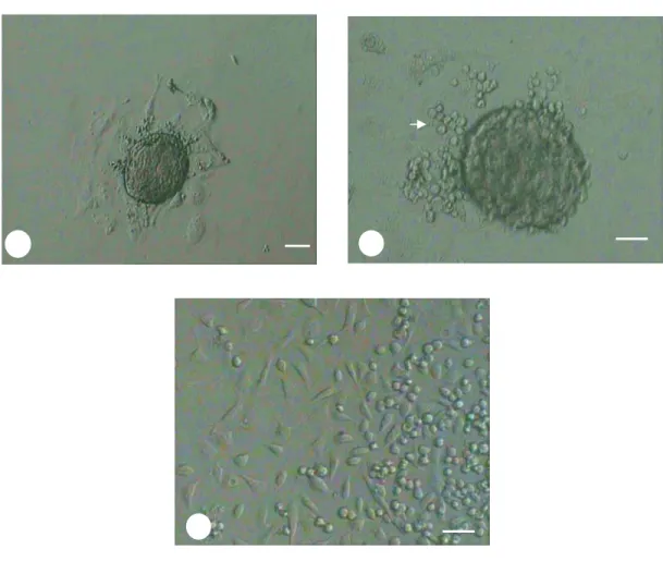 Gambar 5 Perkembangan ICM selama kultur ESC. ICM yang attach setelah 24                 jam (A), koloni primer ESC dengan outgrowth (panah) pada hari           ke-4 (B), dan koloni setelah hari ke-8 yang memperlihatkan area           outgrowth (C)