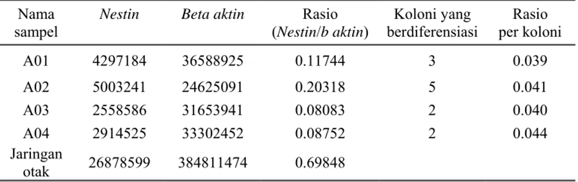 Tabel 4 Hasil rasio ekspresi nestin terhadap beta aktin pada sampel 10x-CM  Nama 