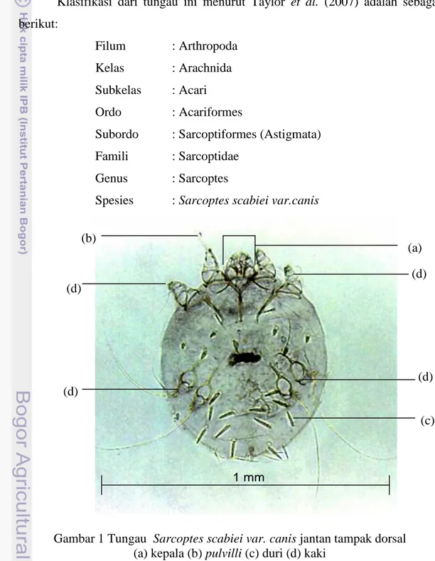 Gambar 1 Tungau  Sarcoptes scabiei var. canis jantan tampak dorsal   (a) kepala (b) pulvilli (c) duri (d) kaki 