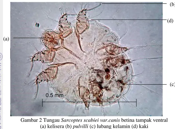 Gambar 2 Tungau Sarcoptes scabiei var.canis betina tampak ventral  (a) kelisera (b) pulvilli (c) lubang kelamin (d) kaki 