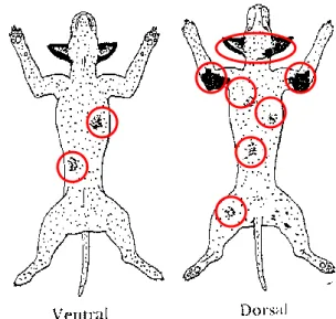 Gambar 6  Pola penyebaran lesio awal skabies pada anjing         (Sumber : Muller &amp; Kirk 1976 dalam Latif 2001) 