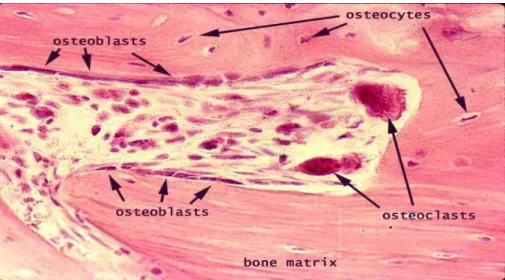 Gambar 2. Histology tulang. 8 